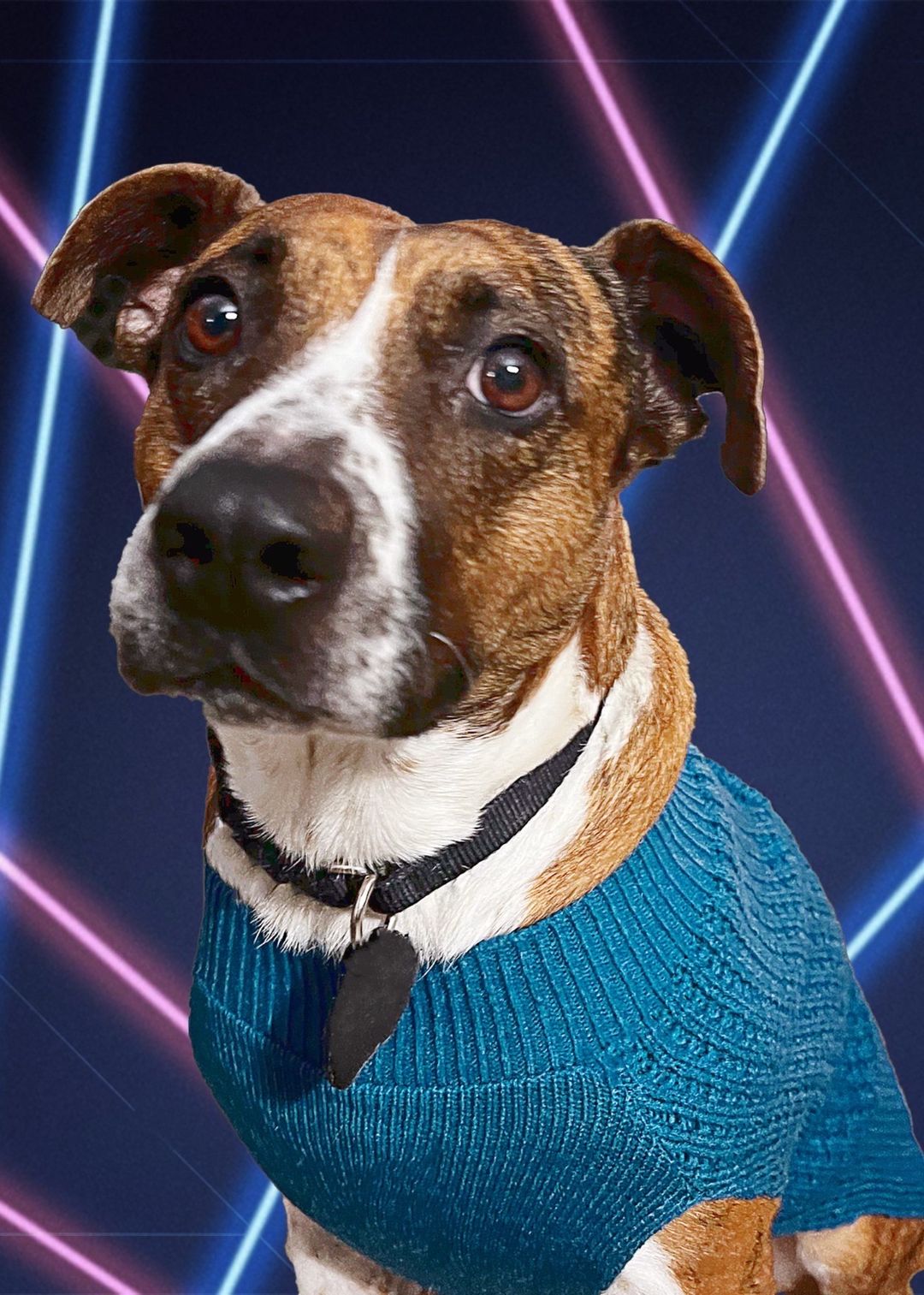 Portrait of a brown and white dog wearing a blue sweater against a neon laser background.